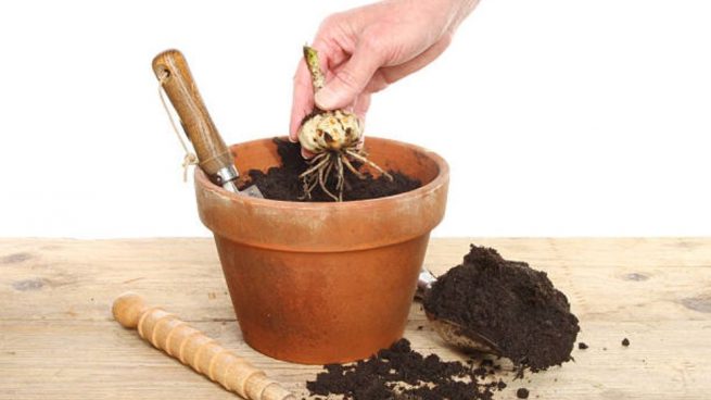plantar bulbos en macetas