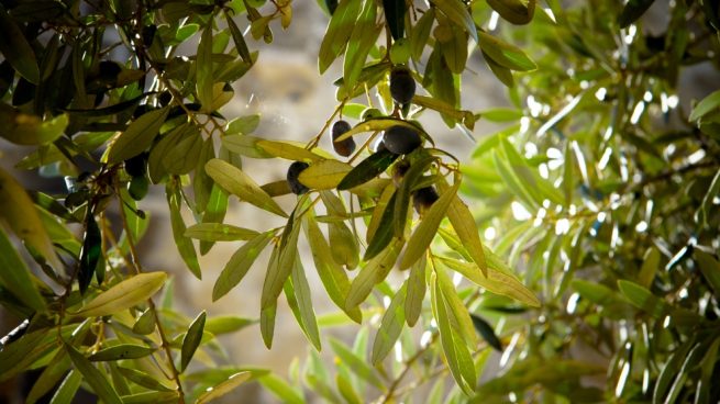 hojas de olivo