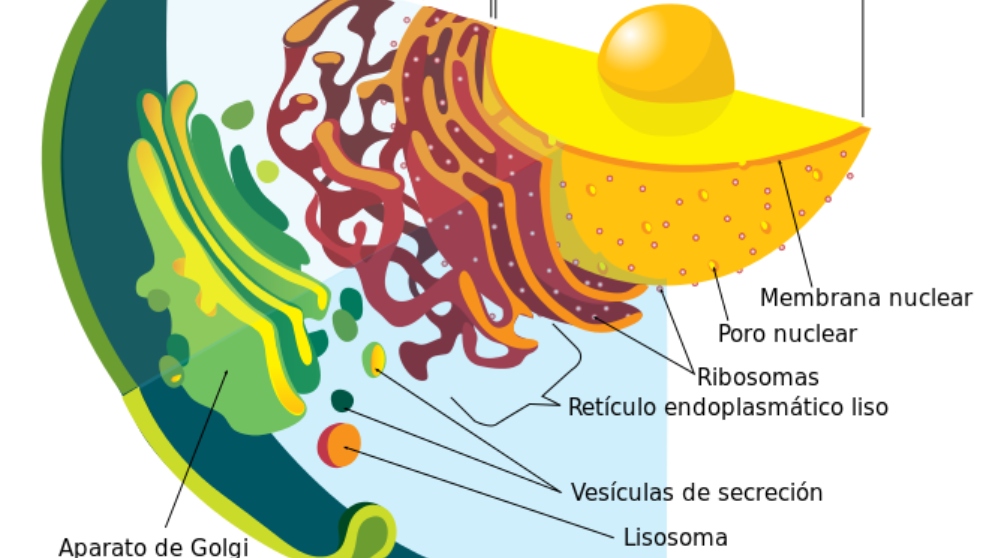 ¿qué Es El Aparato De Golgi