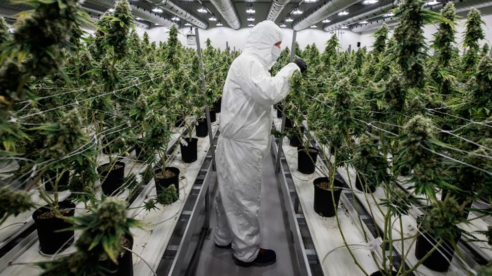 Un trabajador controla el crecimiento de las plantas de marihuana que se usarán para fines medicinales en Canadá. Foto: AFP