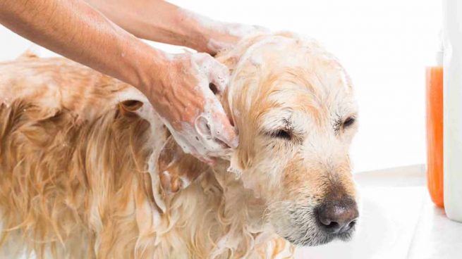 bañar a un perro en casa