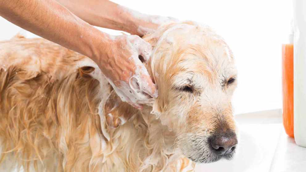 Bañar a tu mascota en casa puede ser toda una experiencia