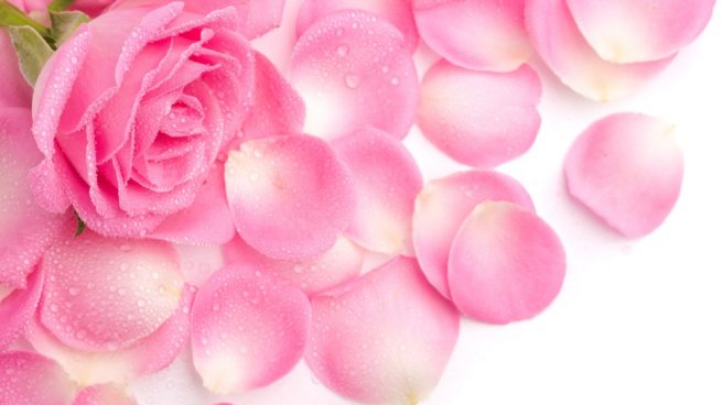 conservar los pétalos de rosa frescos