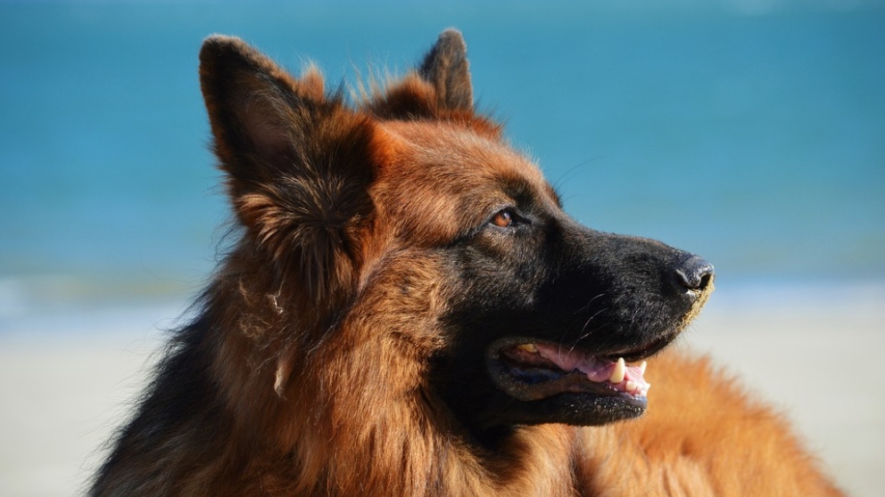 El perro pastor alemán, de los perros más inteligentes.