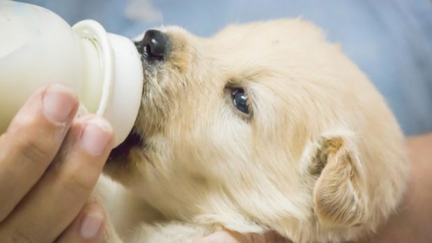 leche materna para perros casera