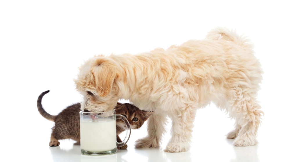 Receta de leche materna para perros casera