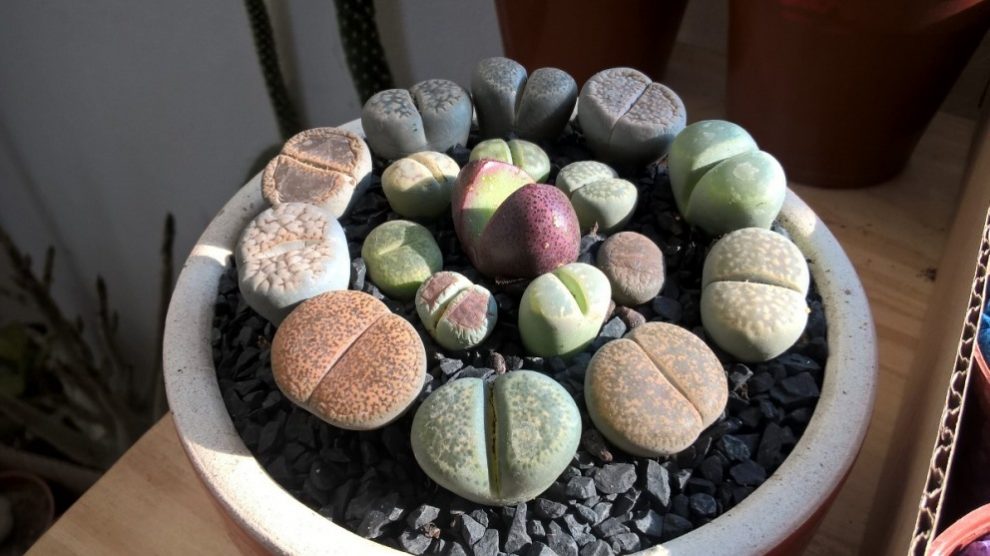 El cactus piedra es uno de los más bonitos