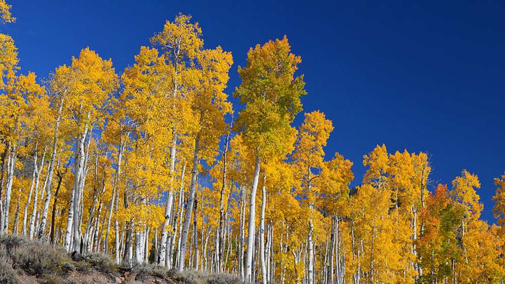 Así se produce la extinción del Pando