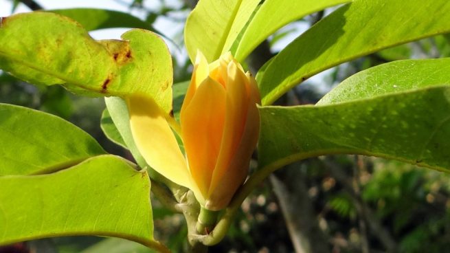 cuidar la planta de jade