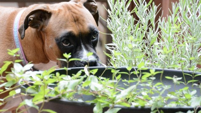 evitar que un perro se coma las plantas