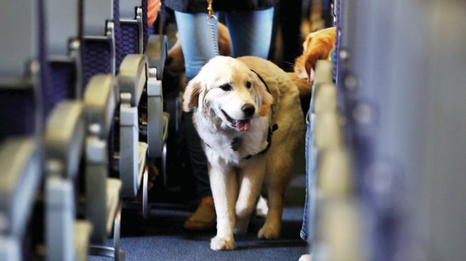 viajar en avión con mascotas