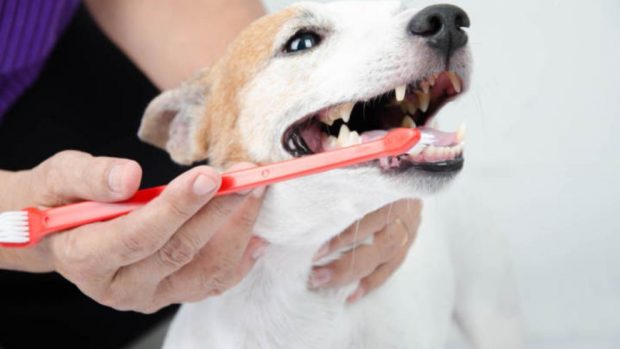  pasta de dientes para perro casera