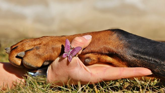 cortar las uñas a un perro