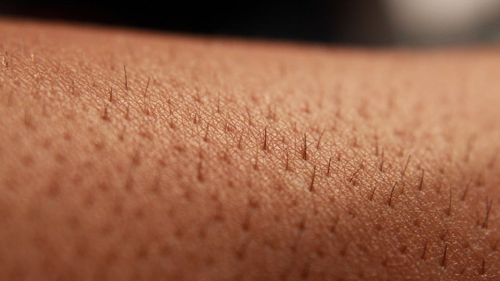 Aprende por qué la piel humana es impermeable