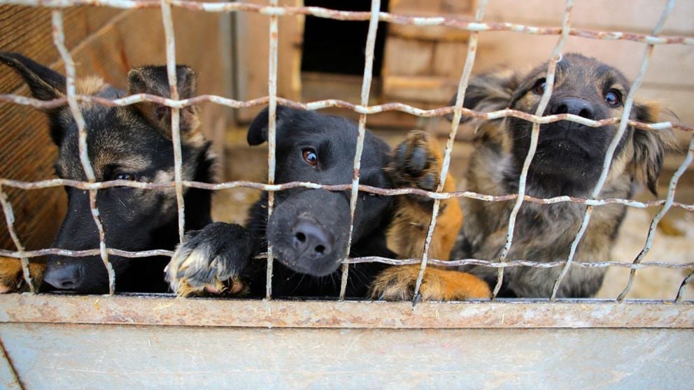 puedo adoptar un perro sin valla