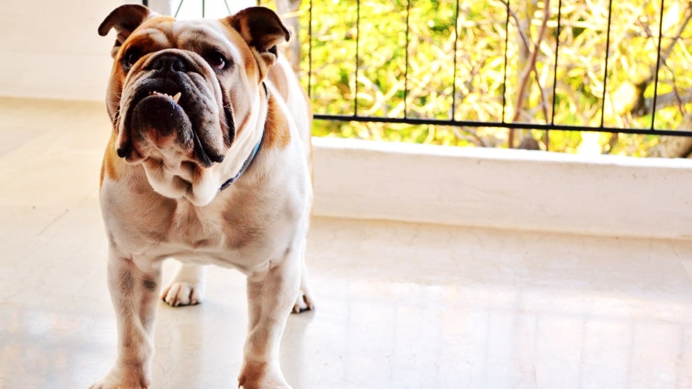 La edad de un perro no se calcula igual que la de los humanos