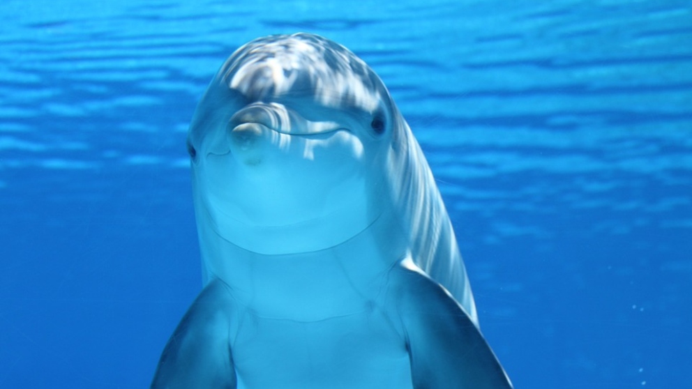 El cerebro del delfín nos muestra su gran inteligencia.