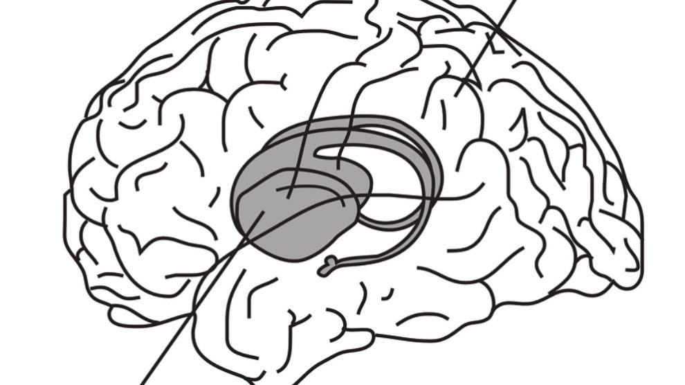 El hipocampo en nuestro cerebro.