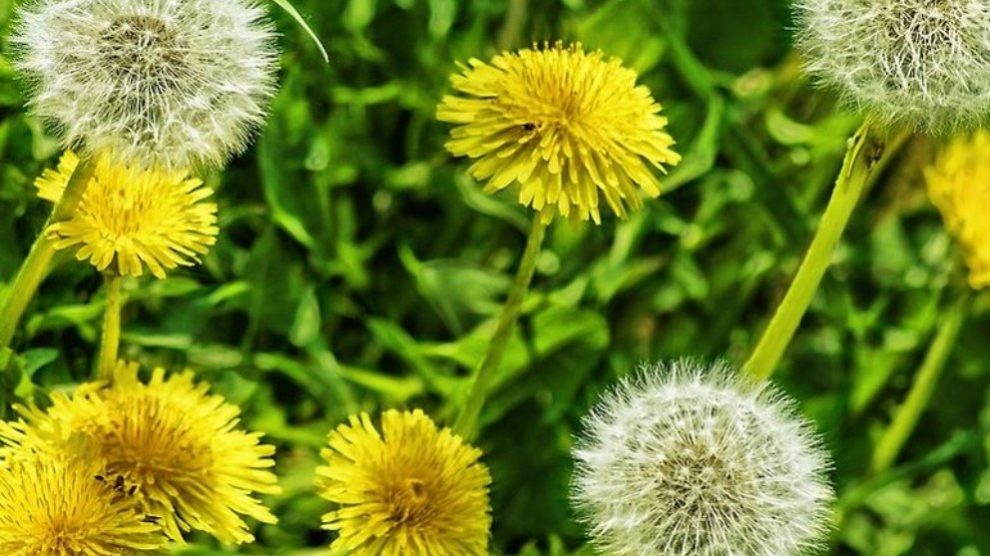 Conviene limpiar el páncreas de forma natural.