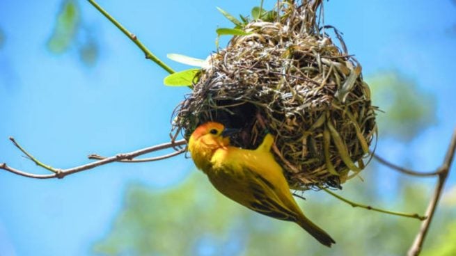 Details 48 aves que hacen nidos en los árboles