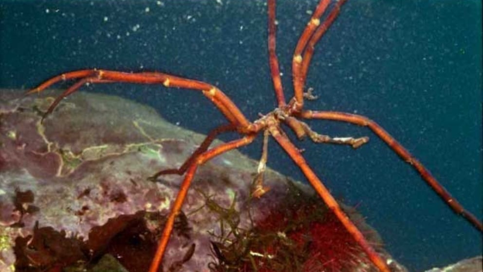 La araña de mar en su hábitat.
