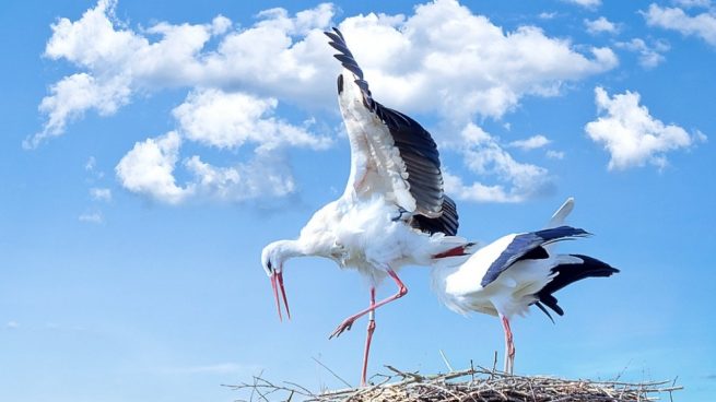 migración de aves