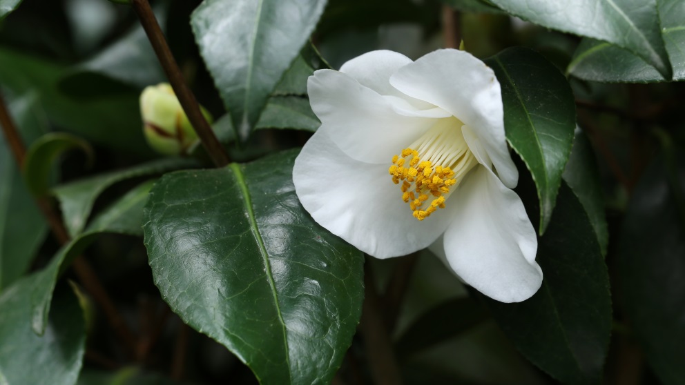 El jazmín es una flor con un aroma perfecto para ser perfume