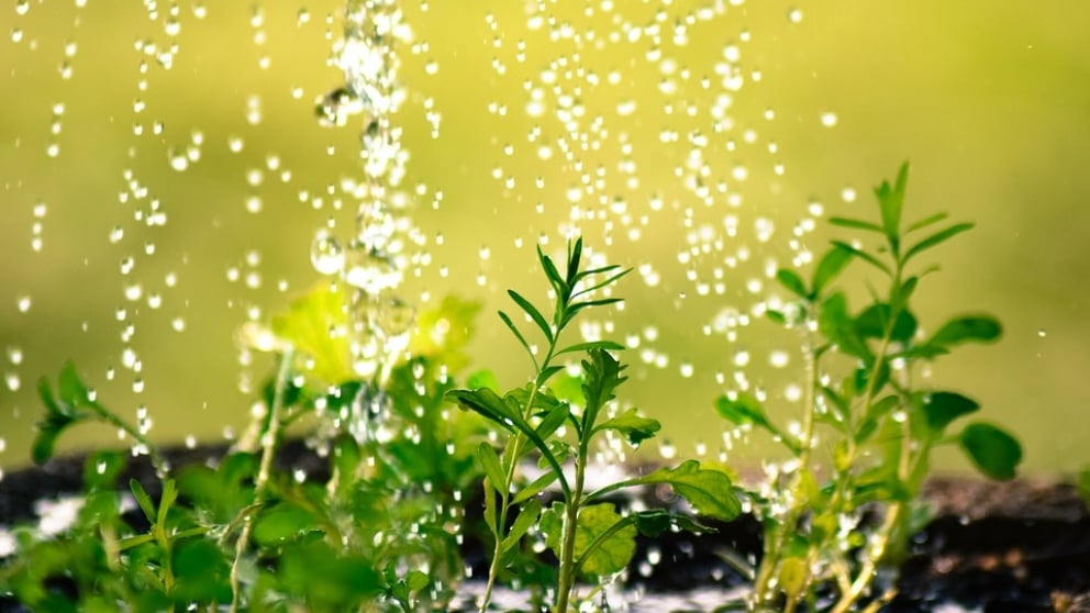 ¿Es bueno regar las plantas con cloro?