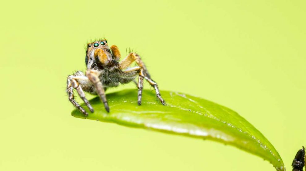Aracnofobia: cómo combatir el miedo a las arañas