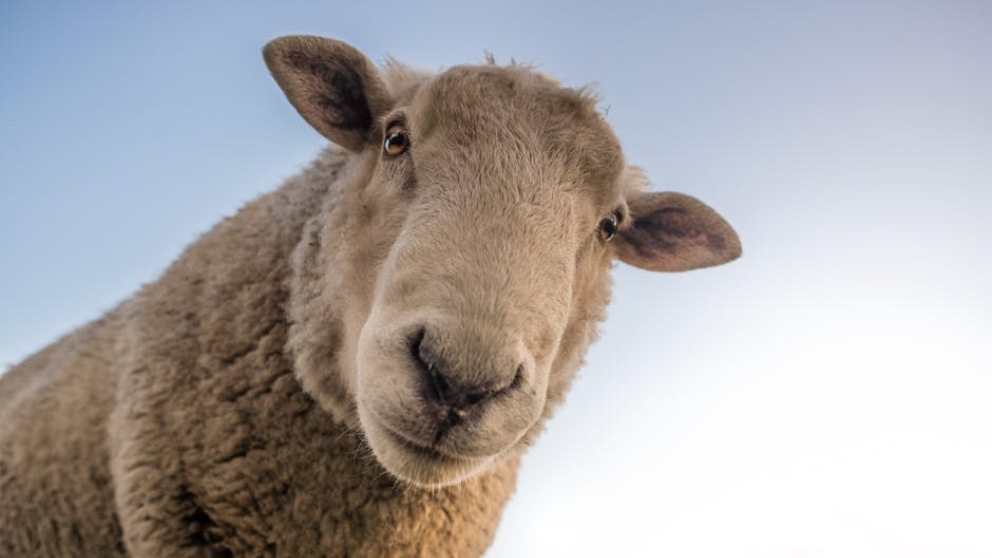 Facebook: Una mujer roba una oveja del belén de Zaragoza