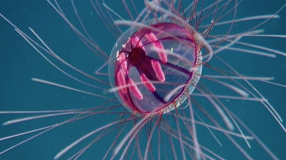 Descubren una nueva especie de medusa psicodélica