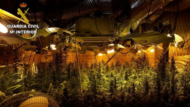 Detenido un hombre por cultivar más de 1.200 plantas de marihuana
