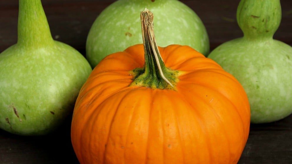 comer calabaza en el embarazo