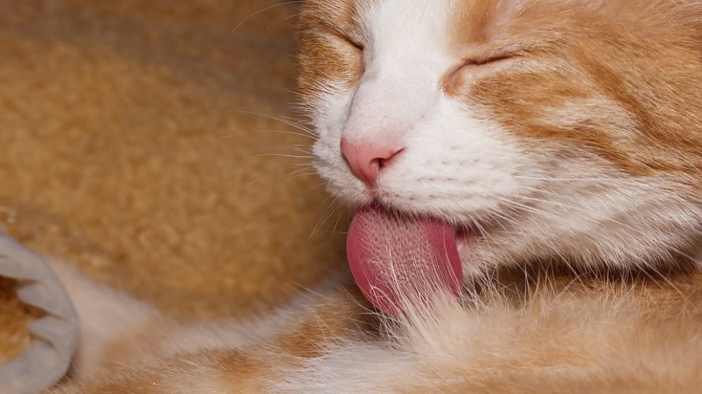 Conoce cómo puede un gato asearse con la lengua según la ciencia