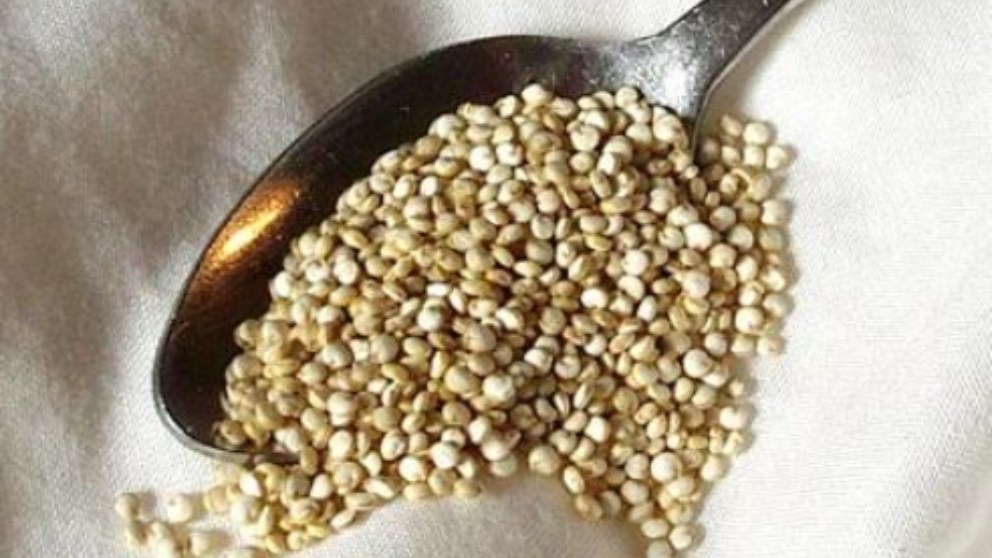 Esta semilla presenta un elevado contenido en aminoácidos