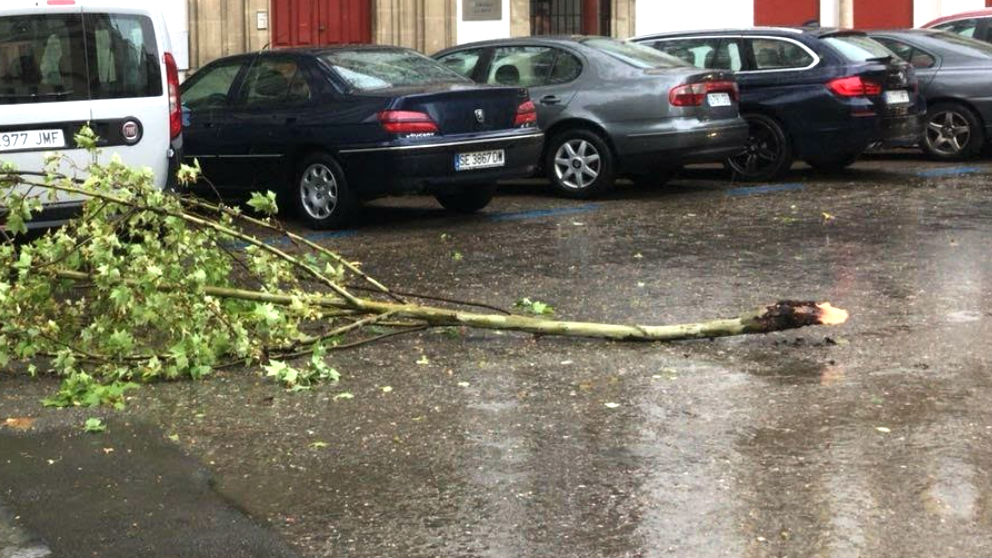 Árbol caído a causa del viento (Foto: EUROPA PRESS)