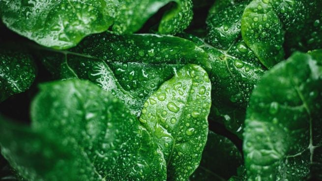 Qué le pasa a tus plantas si las riegas con agua con cloro?