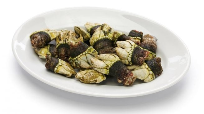 hervir percebes