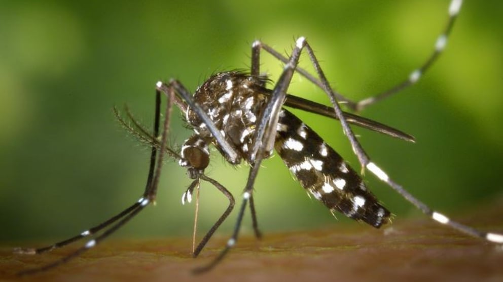 Cada año se producen en el mundo entre 50 y 100 millones de casos de dengue.
