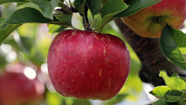 El truco más viral para saber congelar las manzanas