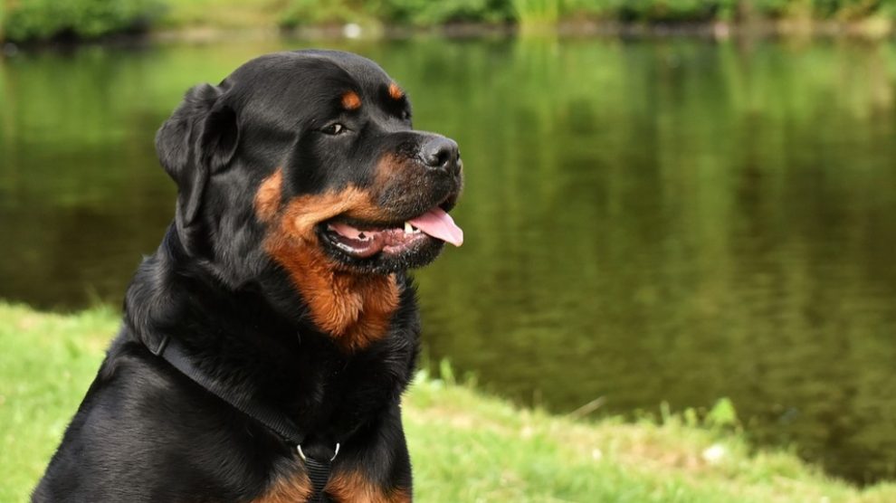 Una raza de perro con fama de morder, el rottweiler.