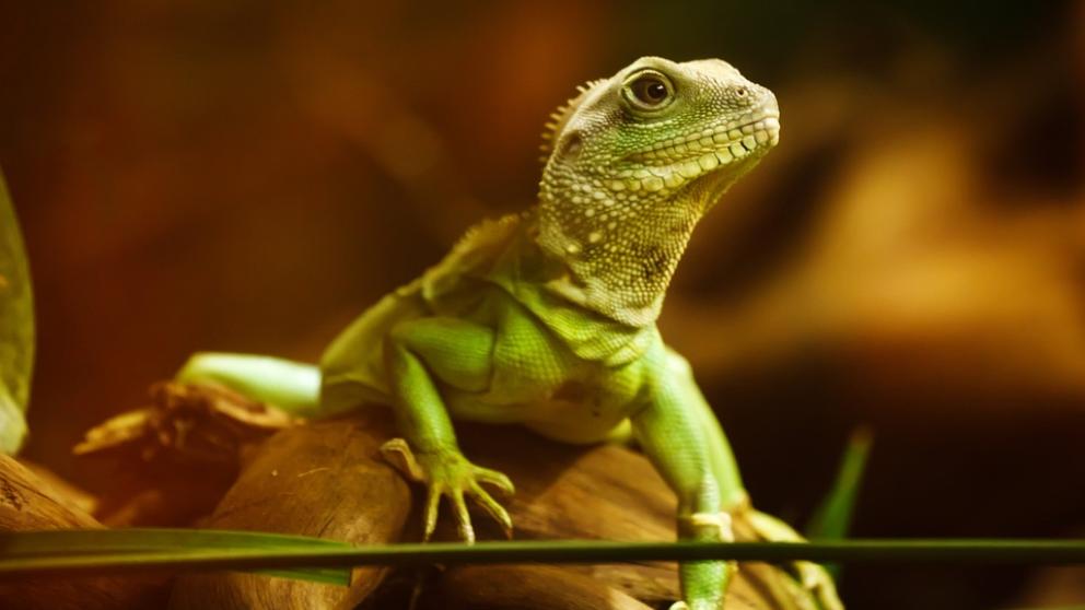 El lagarto, ¿un animal que sueña?