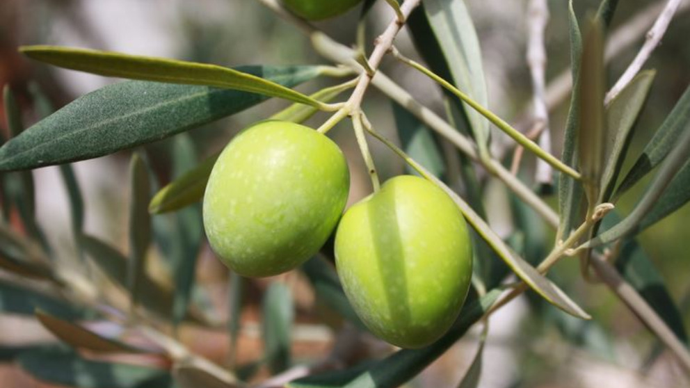 Aceitunas: propiedades y beneficios para la salud