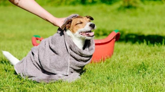 bañar a un perro en seco