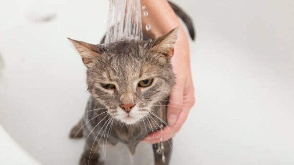 Aprende cómo bañar a un gato en casa