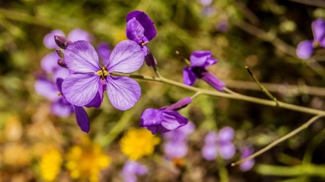 flores en invierno