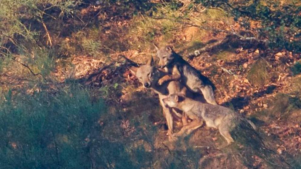 Vuelve a aumentar el número de lobos ibéricos en la última década