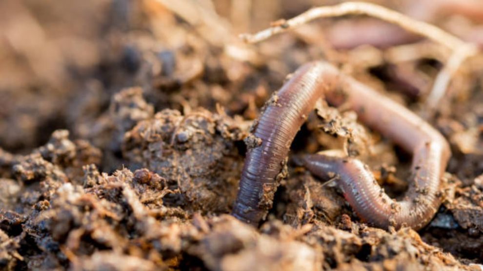 Cómo criar lombrices de tierra paso a paso de manera sencilla