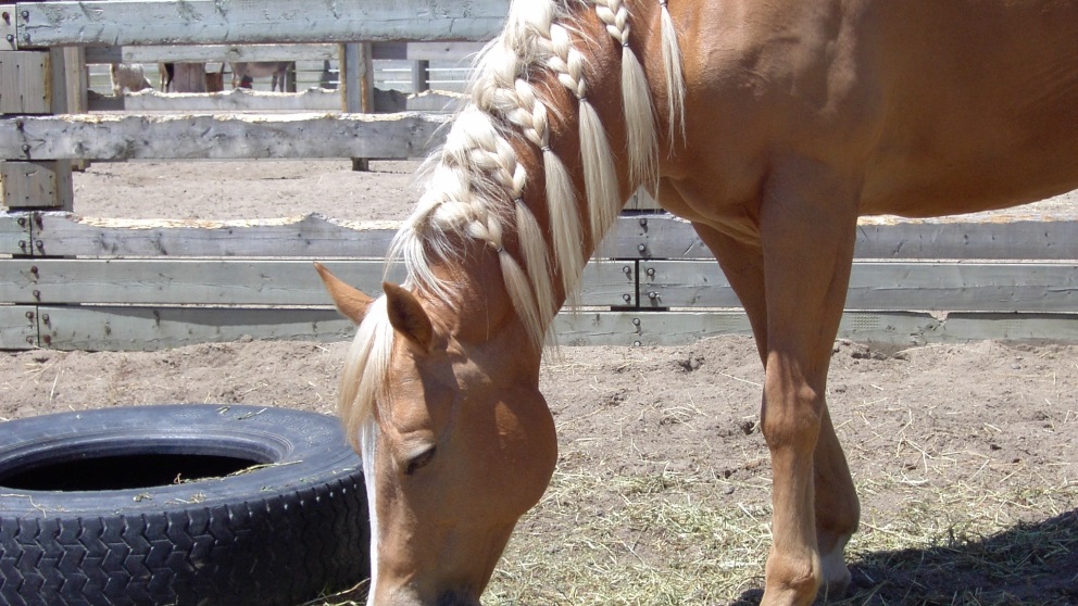 Trenzar la cola de un caballo te permitirá darle un look muy original