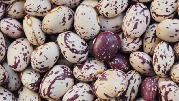 comer jud&iacute;as pintas en el embarazo